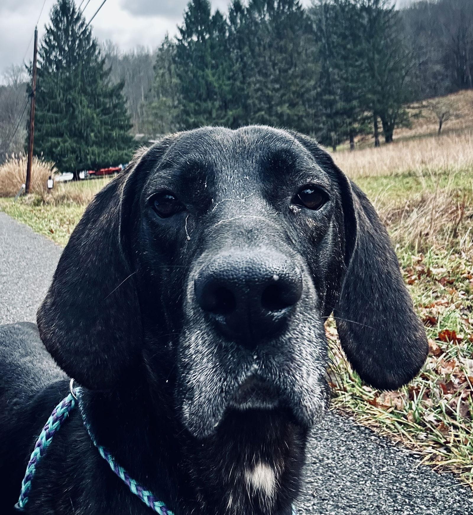 Duke, a Adoptable Plott Hound in Elkins, WV image 1/3