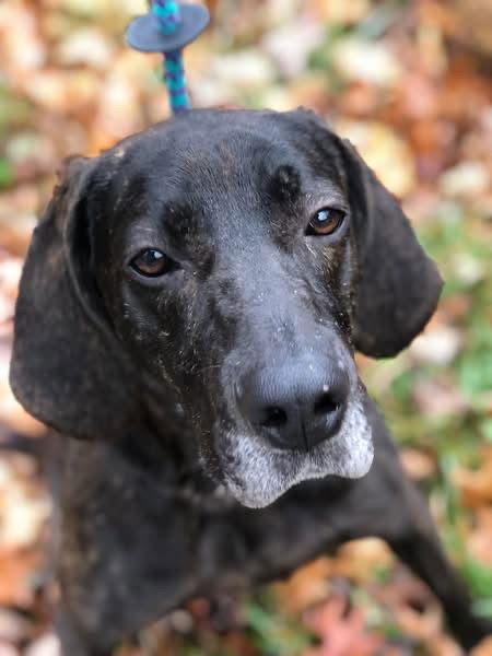 Duke, a Adoptable Plott Hound in Elkins, WV image 2/3