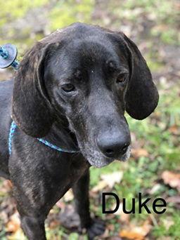 Duke, a Adoptable Plott Hound in Elkins, WV image 3/3
