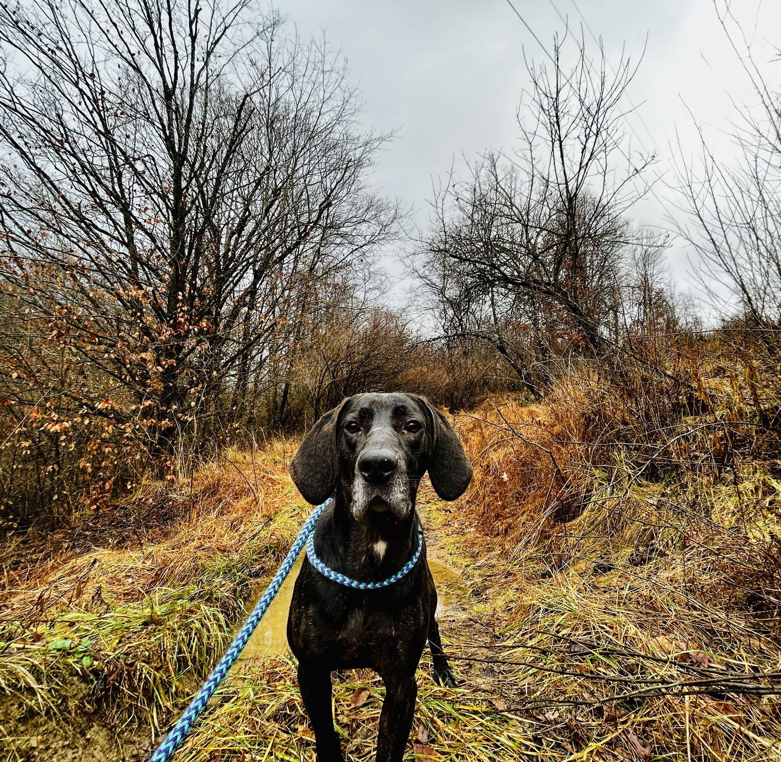 Enlarge Duke, a Adoptable Plott Hound in Elkins, WV image 3/3