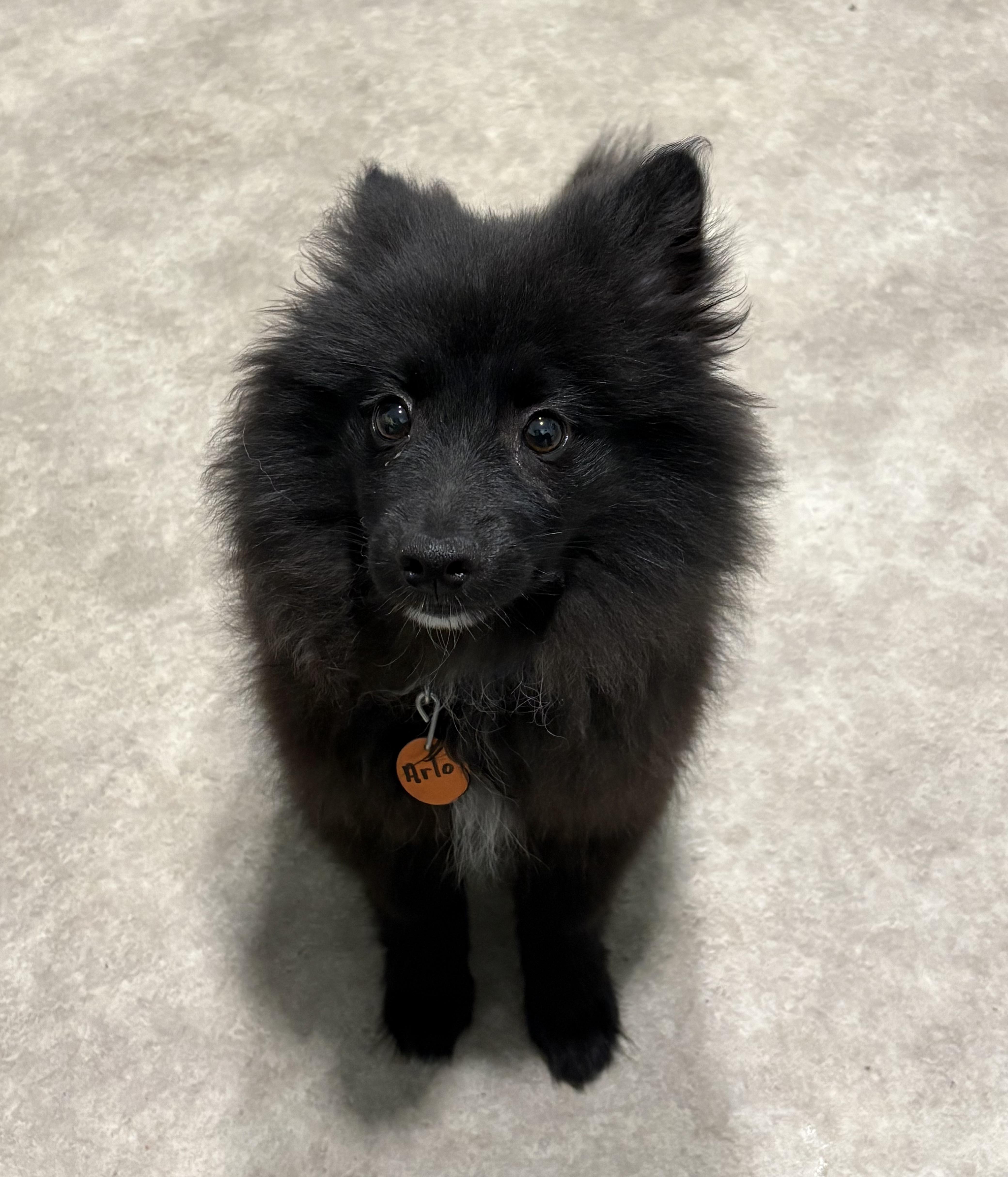 Arlo, adopted, Young Male Pomeranian & American Eskimo Dog.