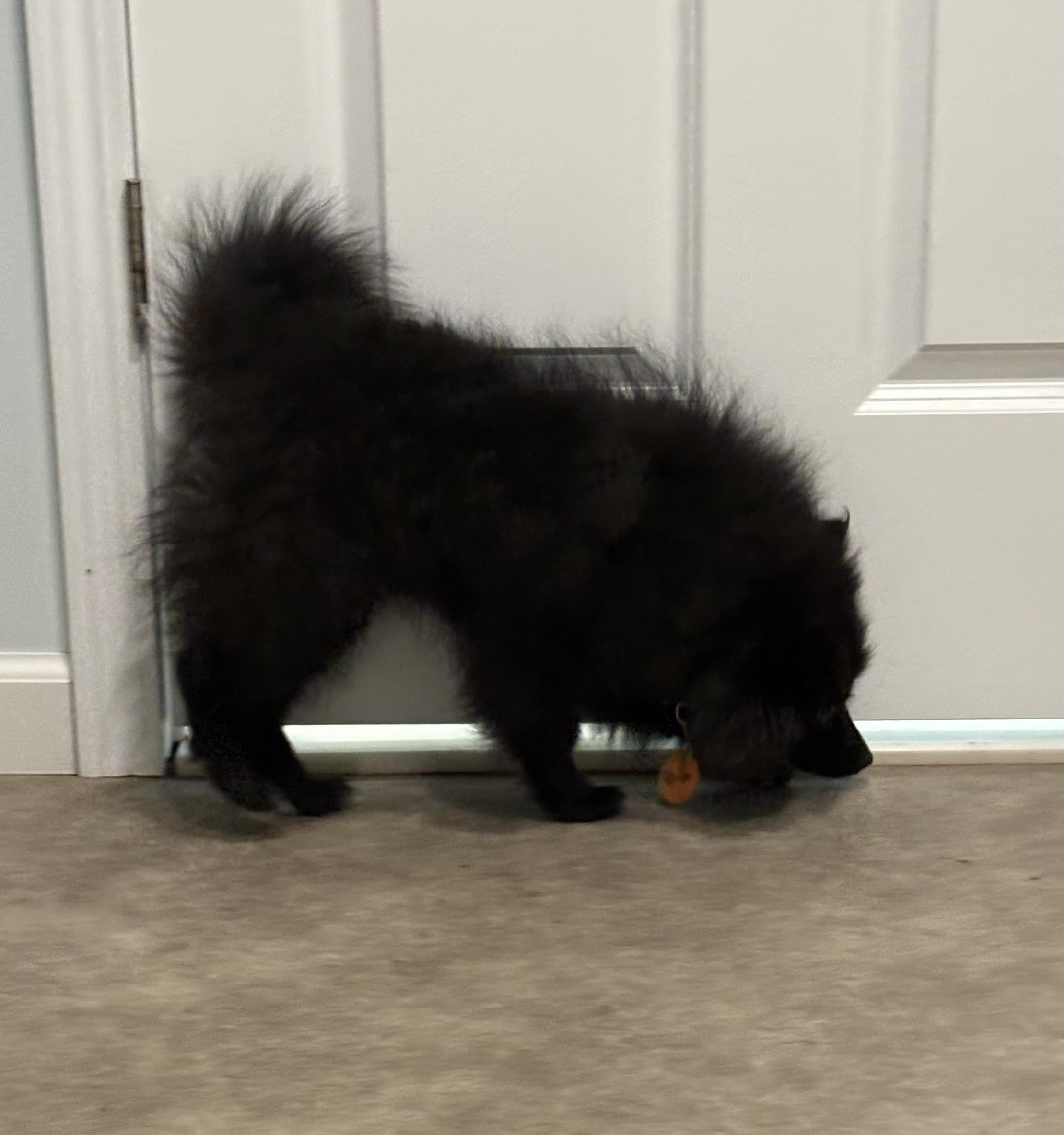 Arlo, an adopted mixed breed in Grant, NE image 4/4