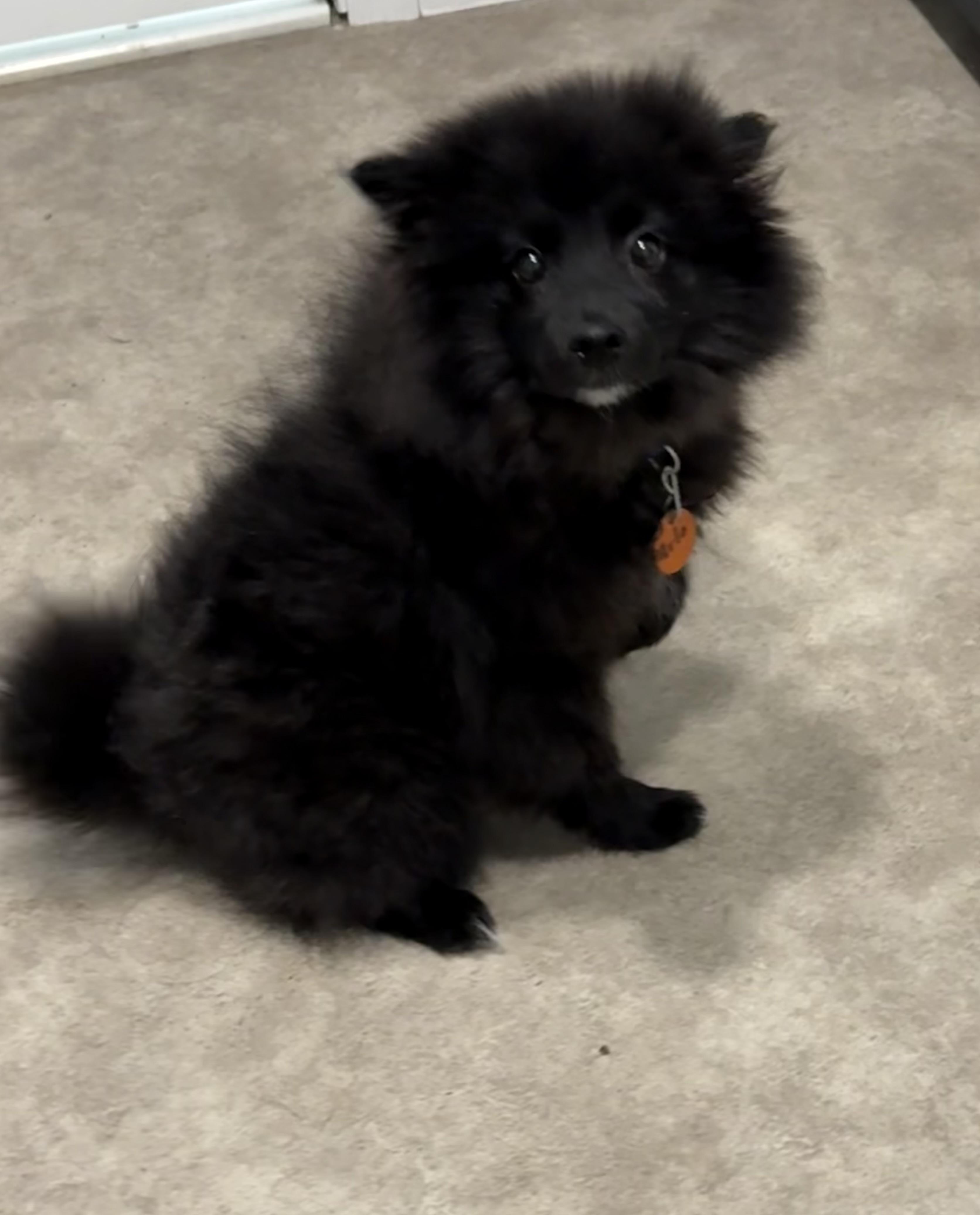 Arlo, an adopted mixed breed in Grant, NE image 3/4