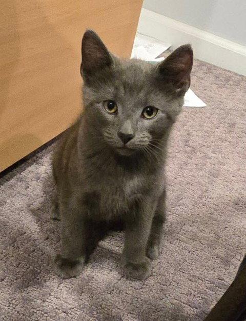 Gracie's Spitz KITTEN, a Adopted Domestic Short Hair in Rockaway, NJ image 1/2