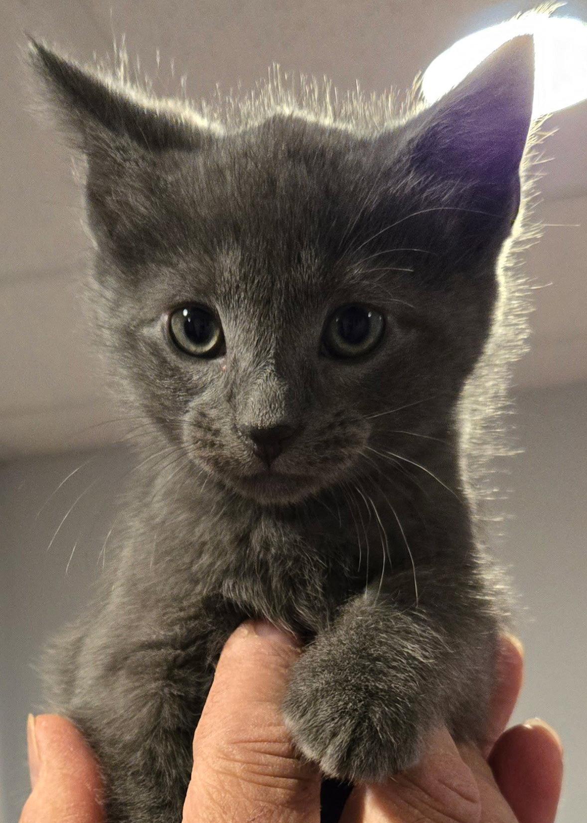 Gracie's Spitz KITTEN, a Adopted Domestic Short Hair in Rockaway, NJ image 2/2
