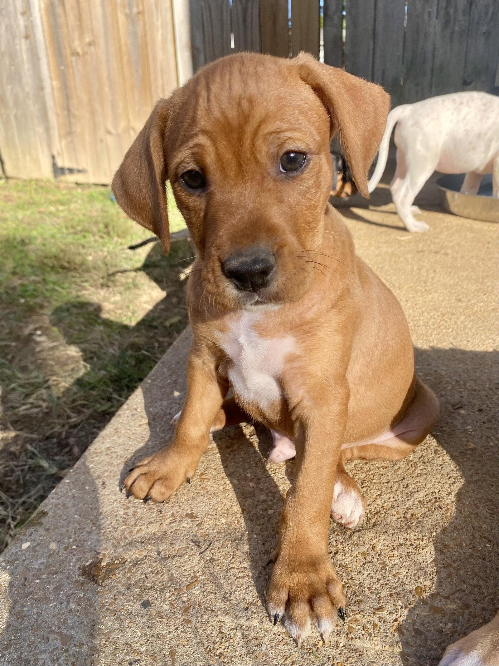 Cider, Adoptable, Puppy Male Hound & Australian Cattle Dog / Blue Heeler.