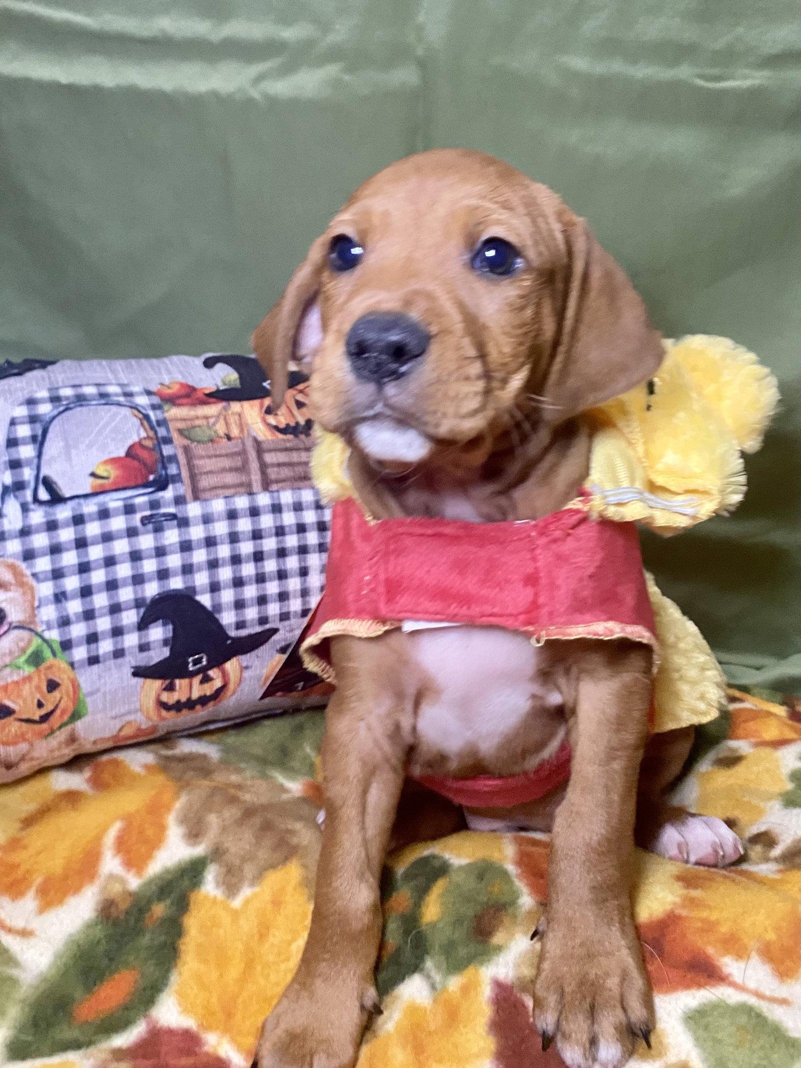 Enlarge Cider, a Adoptable mixed breed in Barnhart, MO image 2/3