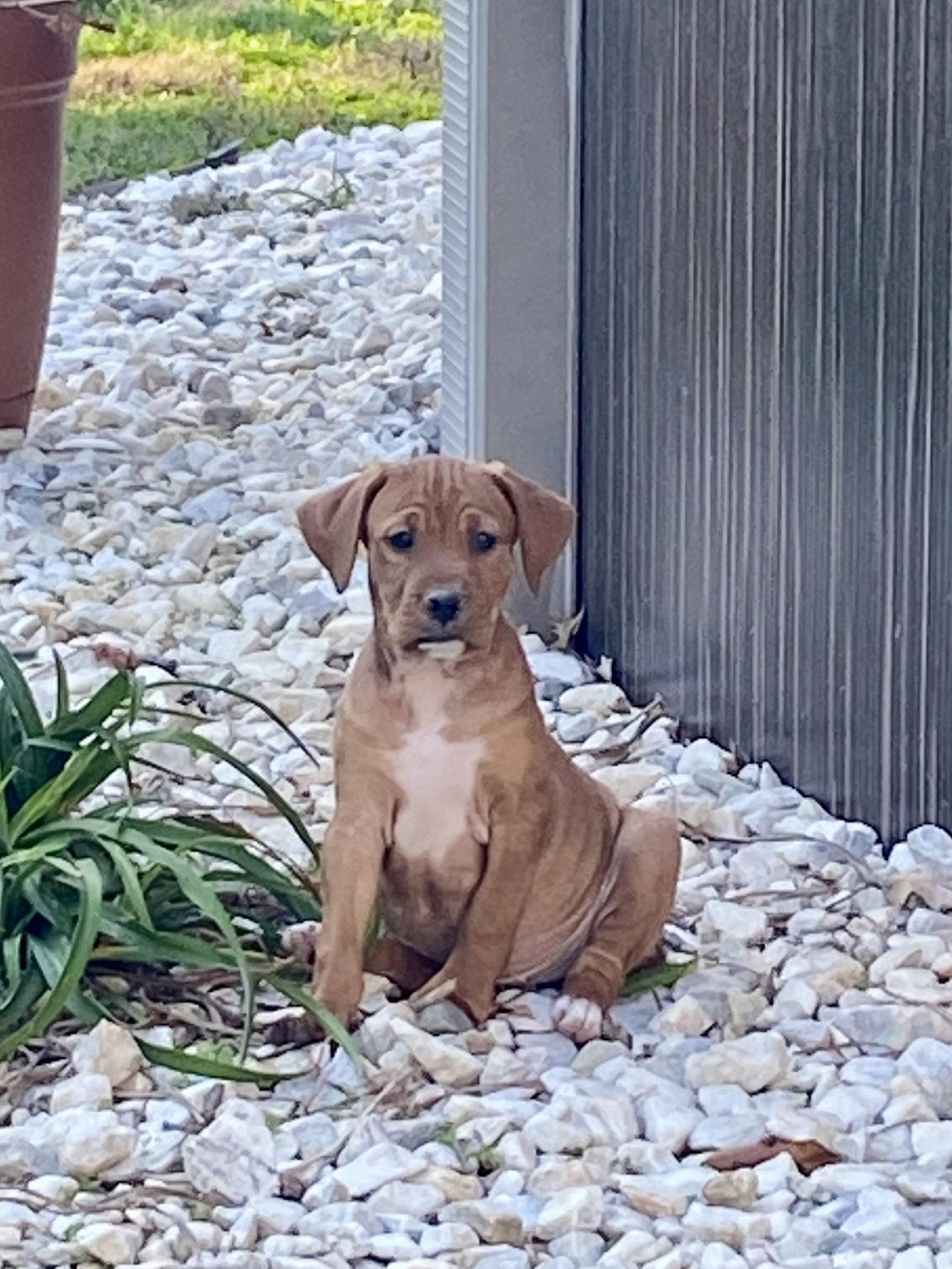 Enlarge Cider, a Adoptable mixed breed in Barnhart, MO image 3/3
