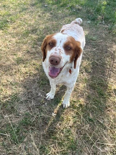 UT/Charlie, Adoptable, Adult Male Brittany Spaniel.