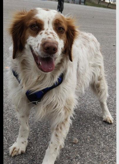 Enlarge UT/Charlie, a Adoptable Brittany Spaniel in Salt Lake City, UT image 2/3