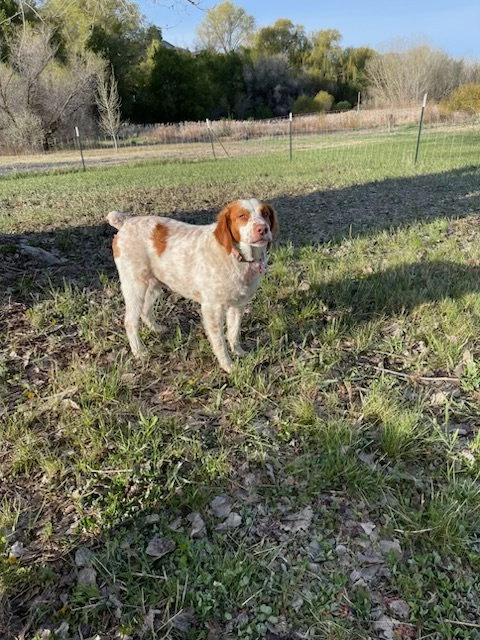 Enlarge UT/Charlie, a Adoptable Brittany Spaniel in Salt Lake City, UT image 3/3