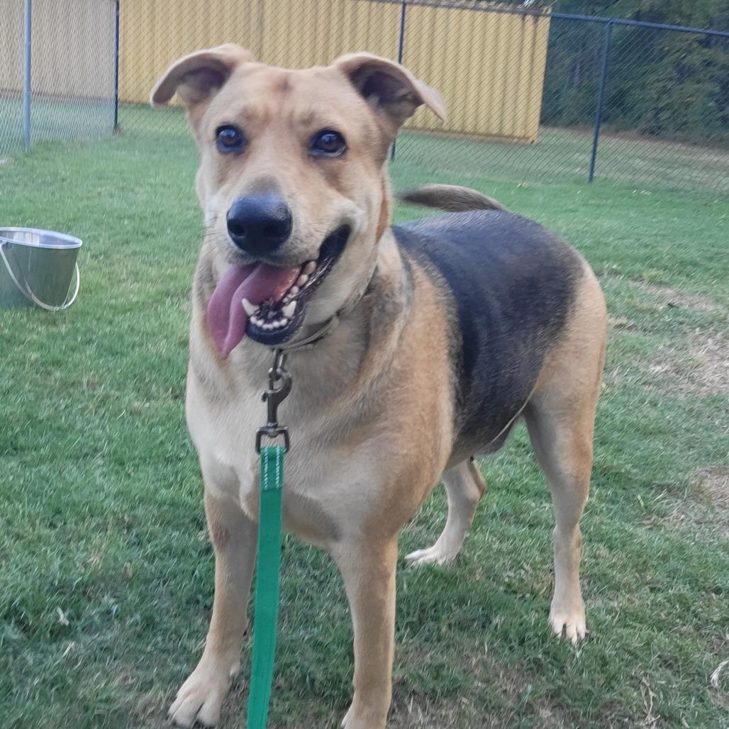 Lucy, Adoptable, Adult Female Shepherd.