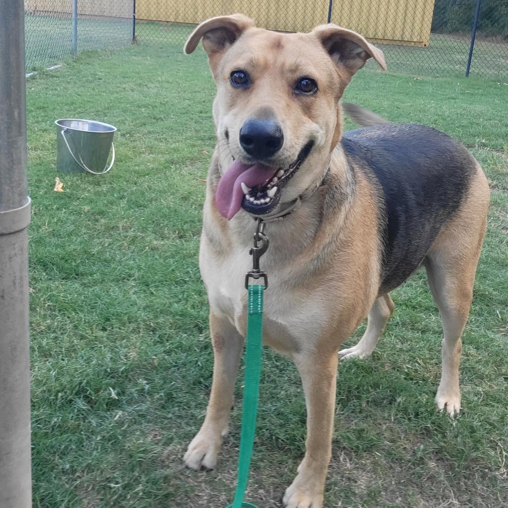 Enlarge Lucy, a Adoptable mixed breed in Cabot, AR image 2/3