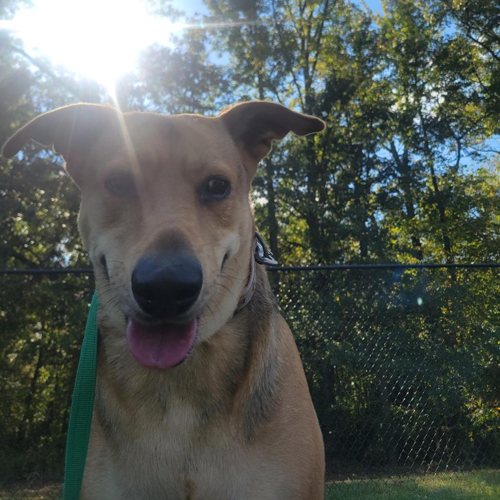Enlarge Lucy, a Adoptable mixed breed in Cabot, AR image 3/3