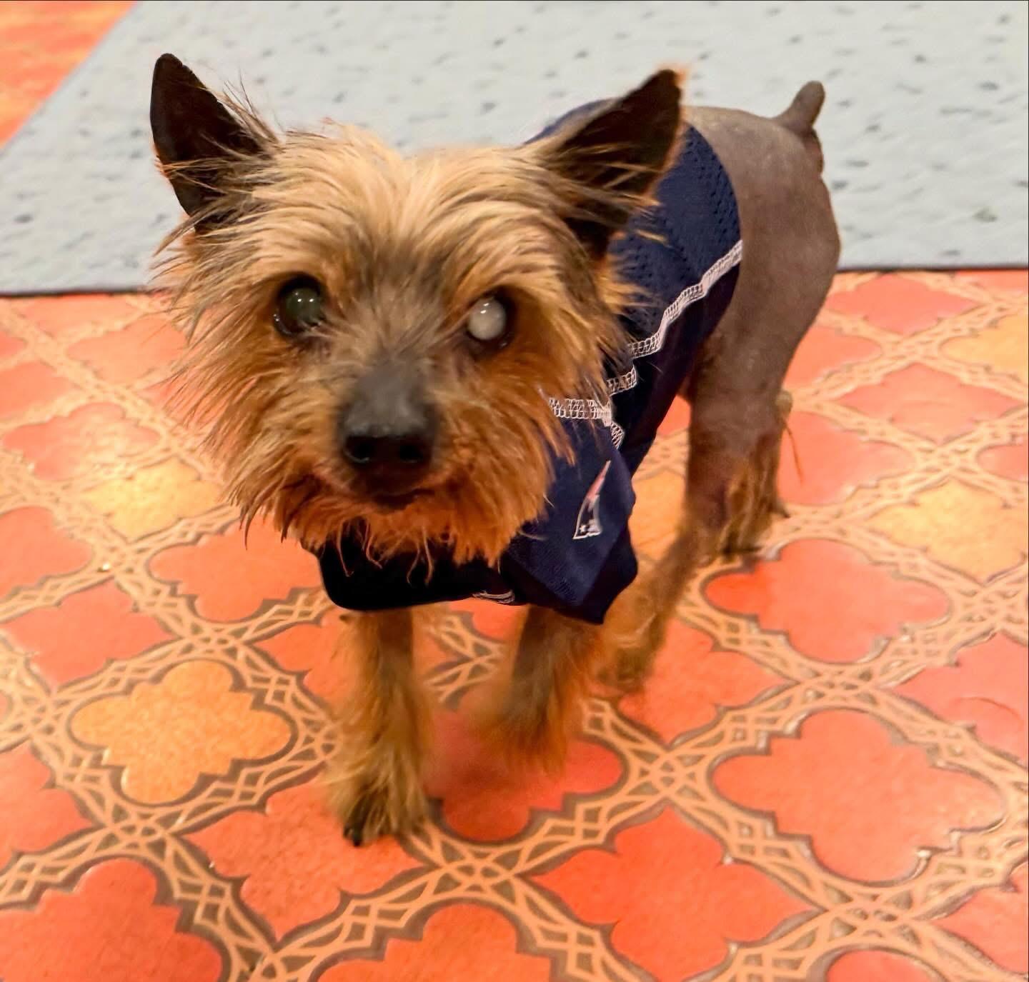 Jax, an adopted mixed breed in Foster, RI image 3/6