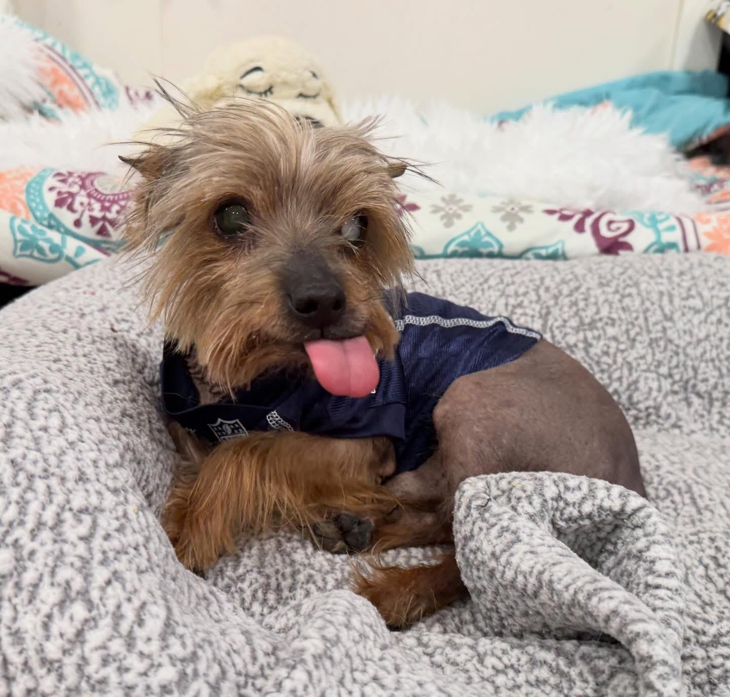 Jax, an adopted mixed breed in Foster, RI image 6/6
