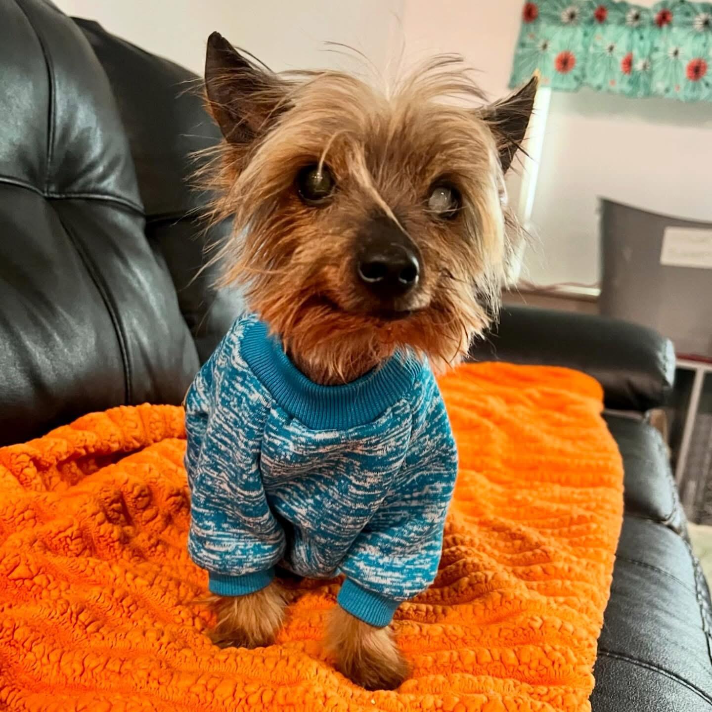 Jax, adopted, Senior Male Chinese Crested Dog & Yorkshire Terrier.