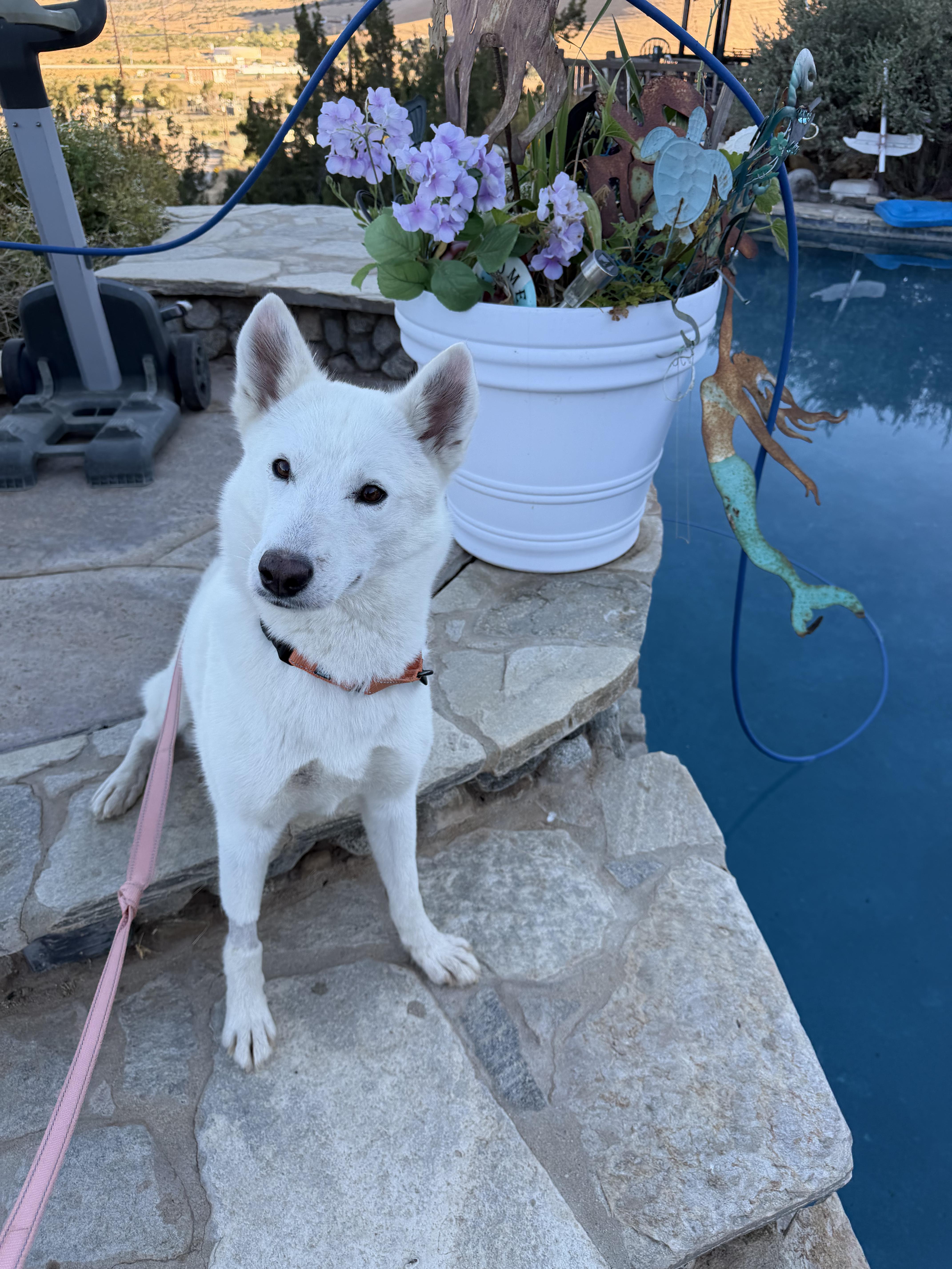Enlarge Khaleesi, a Adoptable Siberian Husky in Studio City, CA image 4/5