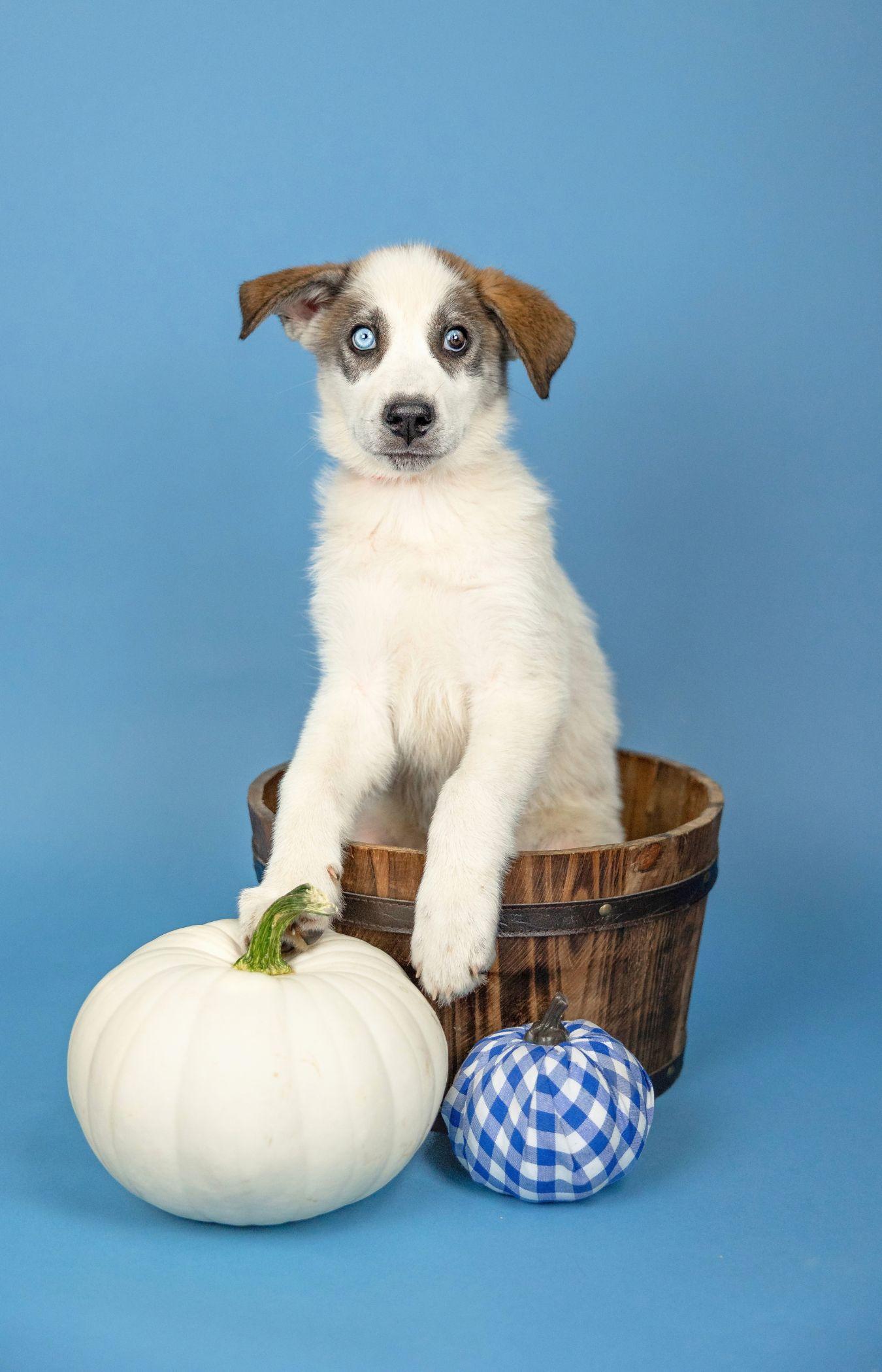 815-26, Adoptable, Puppy Female Husky & Great Pyrenees.