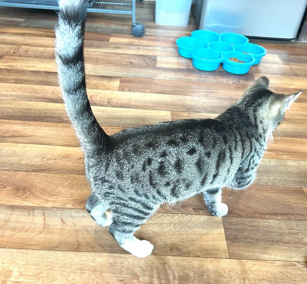 Pixie, Adoptable, Kitten Female Tabby.