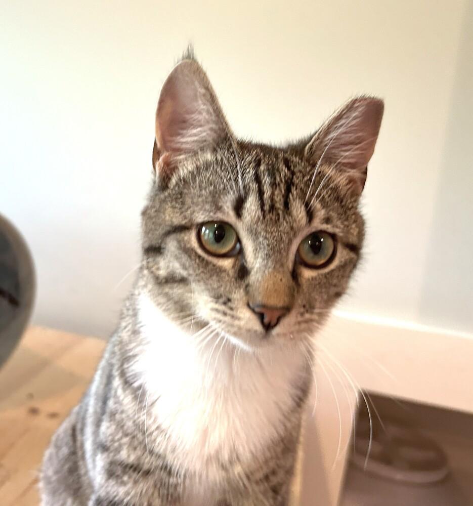 Enlarge Pixie, a Adoptable mixed breed in Mooresville, NC image 4/6