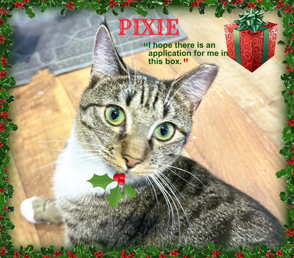 Enlarge Pixie, a Adoptable mixed breed in Mooresville, NC image 6/6