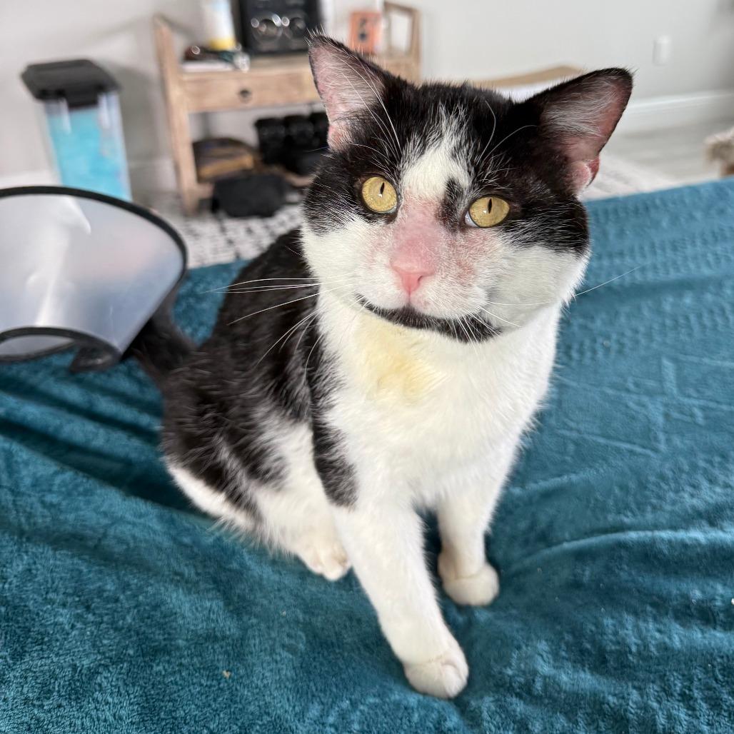 Enlarge Buster, a Adoptable Domestic Short Hair in New York, NY image 5/5