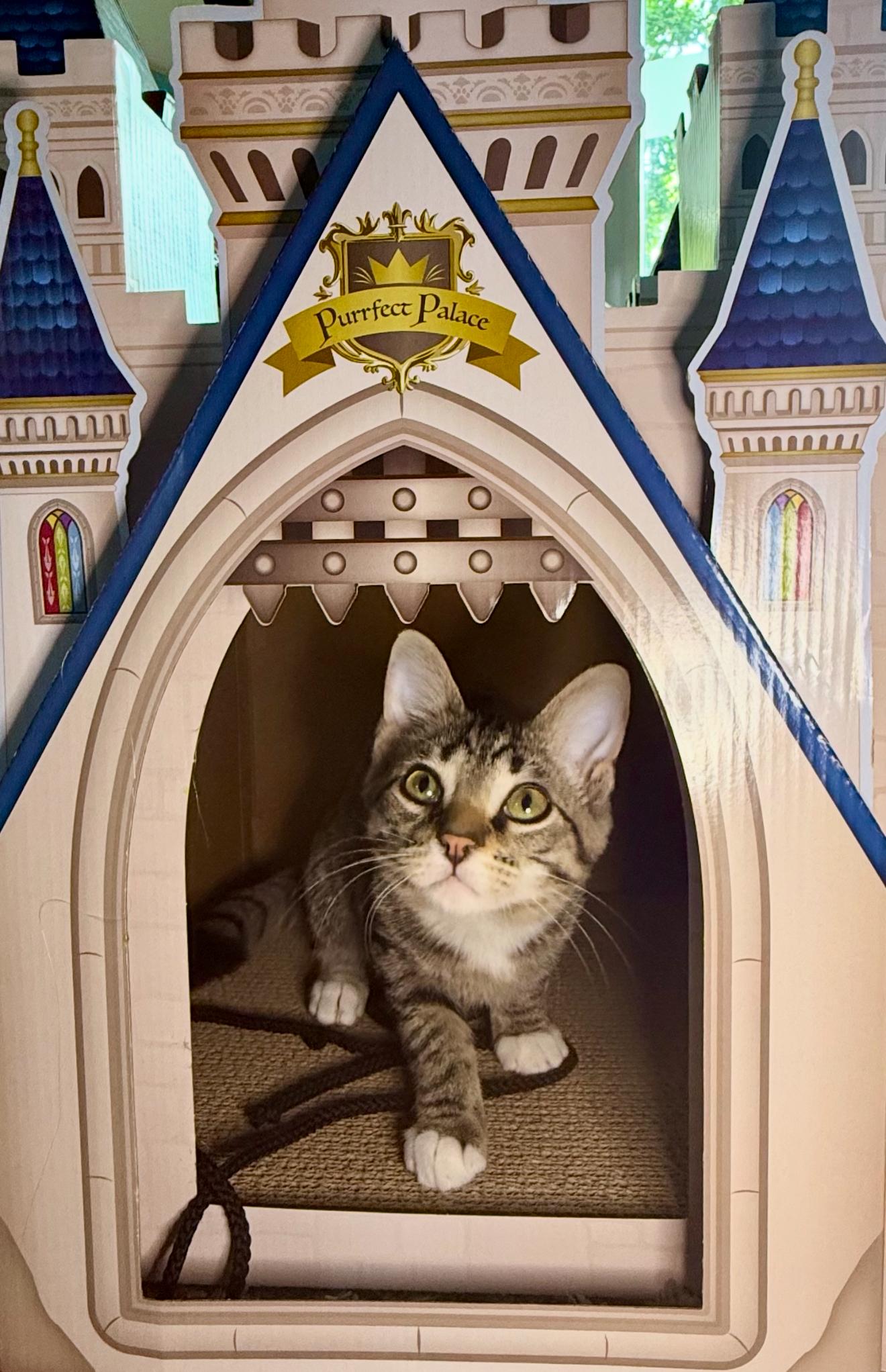 Tanq, a Adoptable Tabby in Grand Haven, MI image 2/6