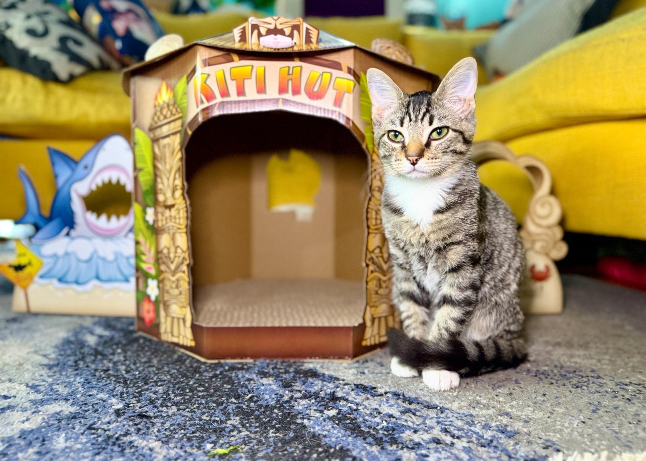 Tanq, a Adoptable Tabby in Grand Haven, MI image 1/6