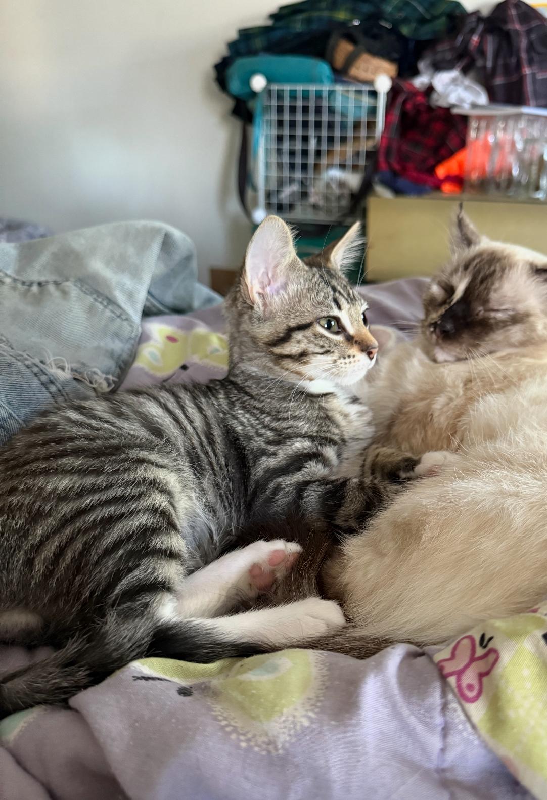 Tanq, a Adoptable Tabby in Grand Haven, MI image 4/6
