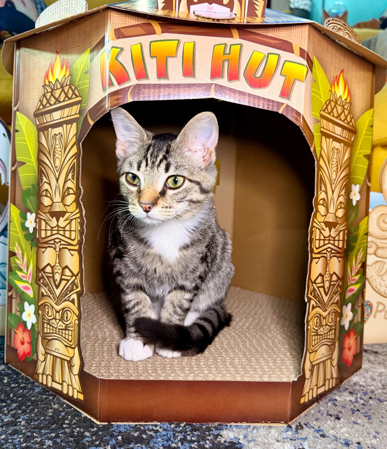 Tanq, a Adoptable Tabby in Grand Haven, MI image 5/6