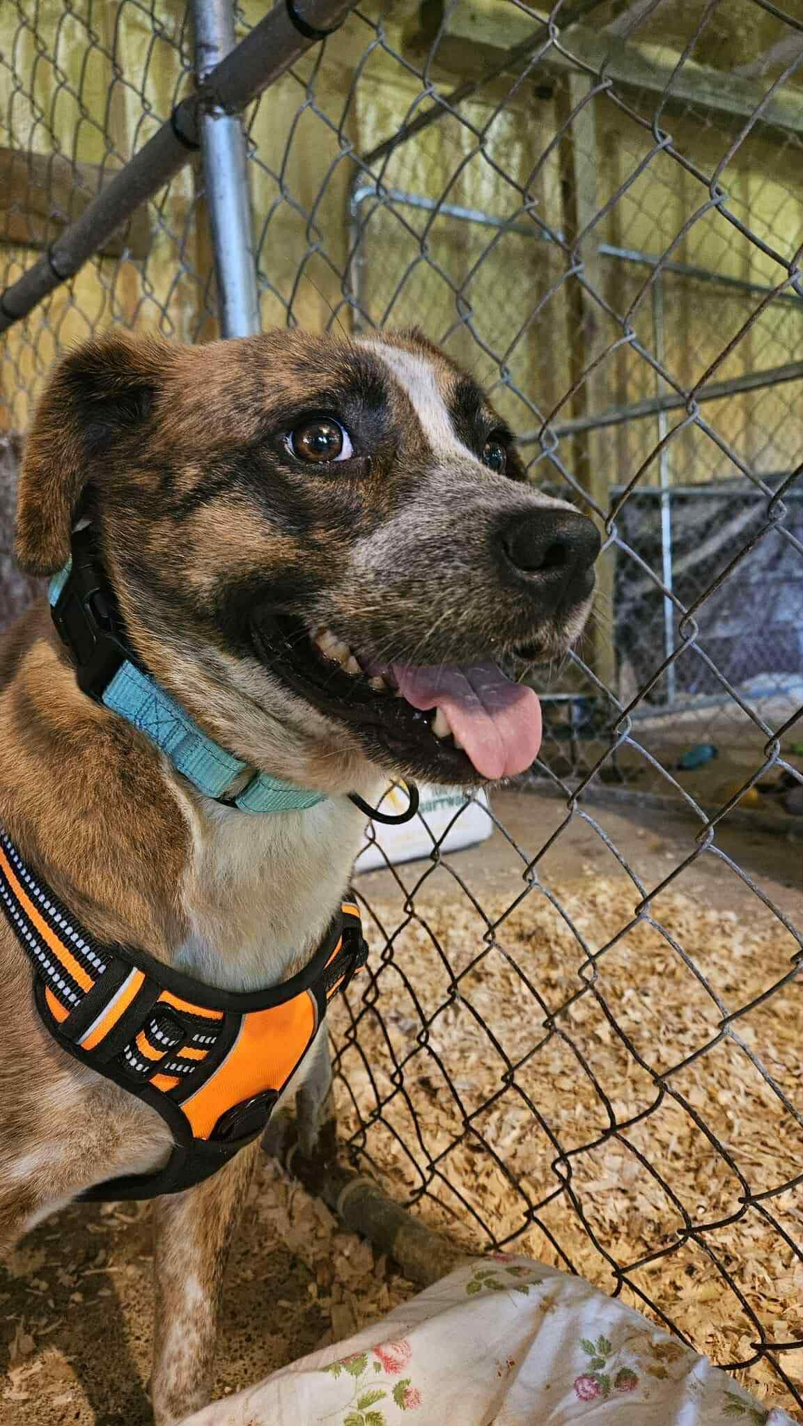 Enlarge Jenny, a Adoptable Mountain Cur in Livonia, MI image 1/3