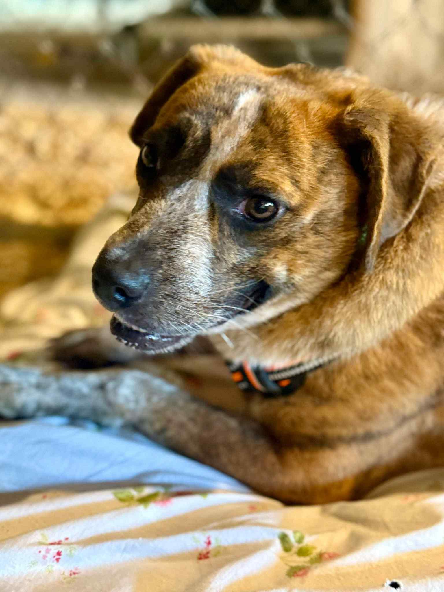 Enlarge Jenny, a Adoptable Mountain Cur in Livonia, MI image 2/3