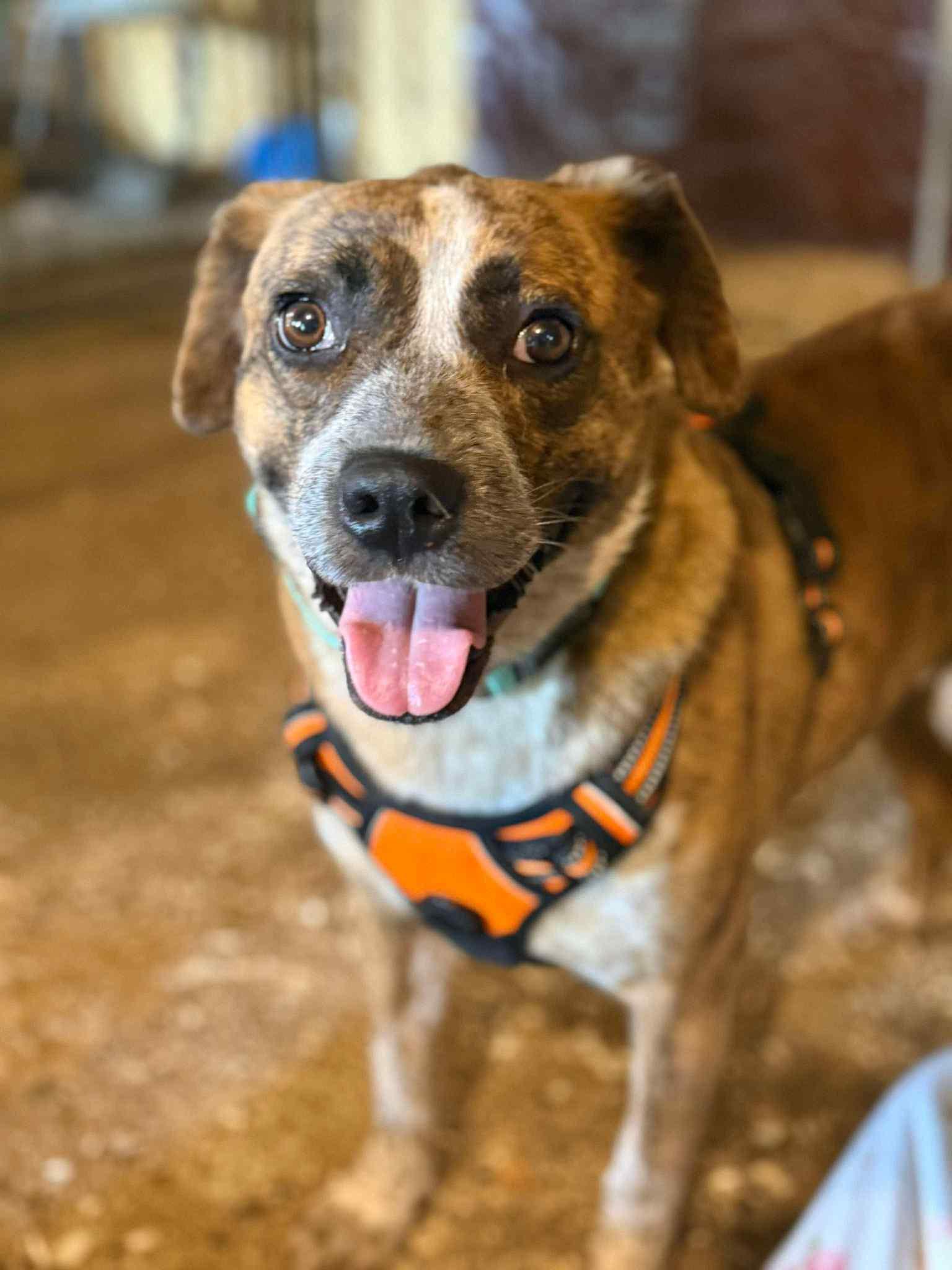 Enlarge Jenny, a Adoptable Mountain Cur in Livonia, MI image 3/3