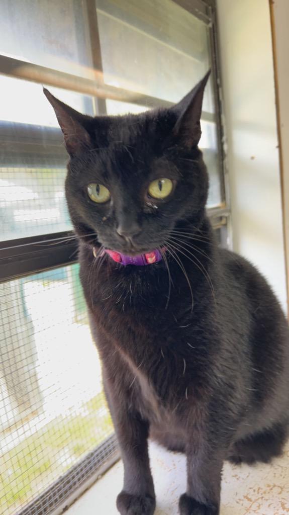 Birkdinkleton — thumbnail 2