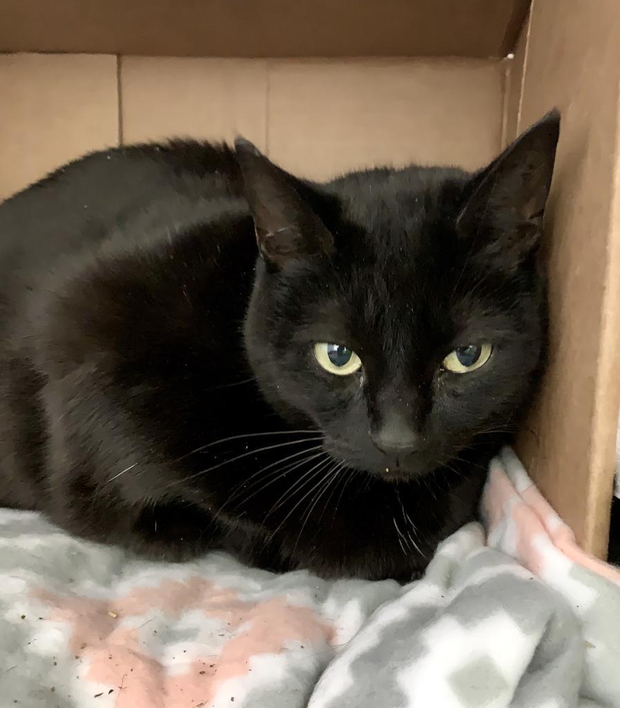 Birkdinkleton — thumbnail 3