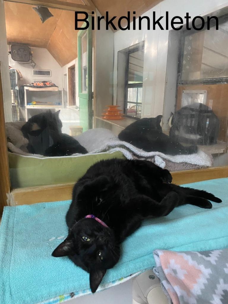 Birkdinkleton — thumbnail 5