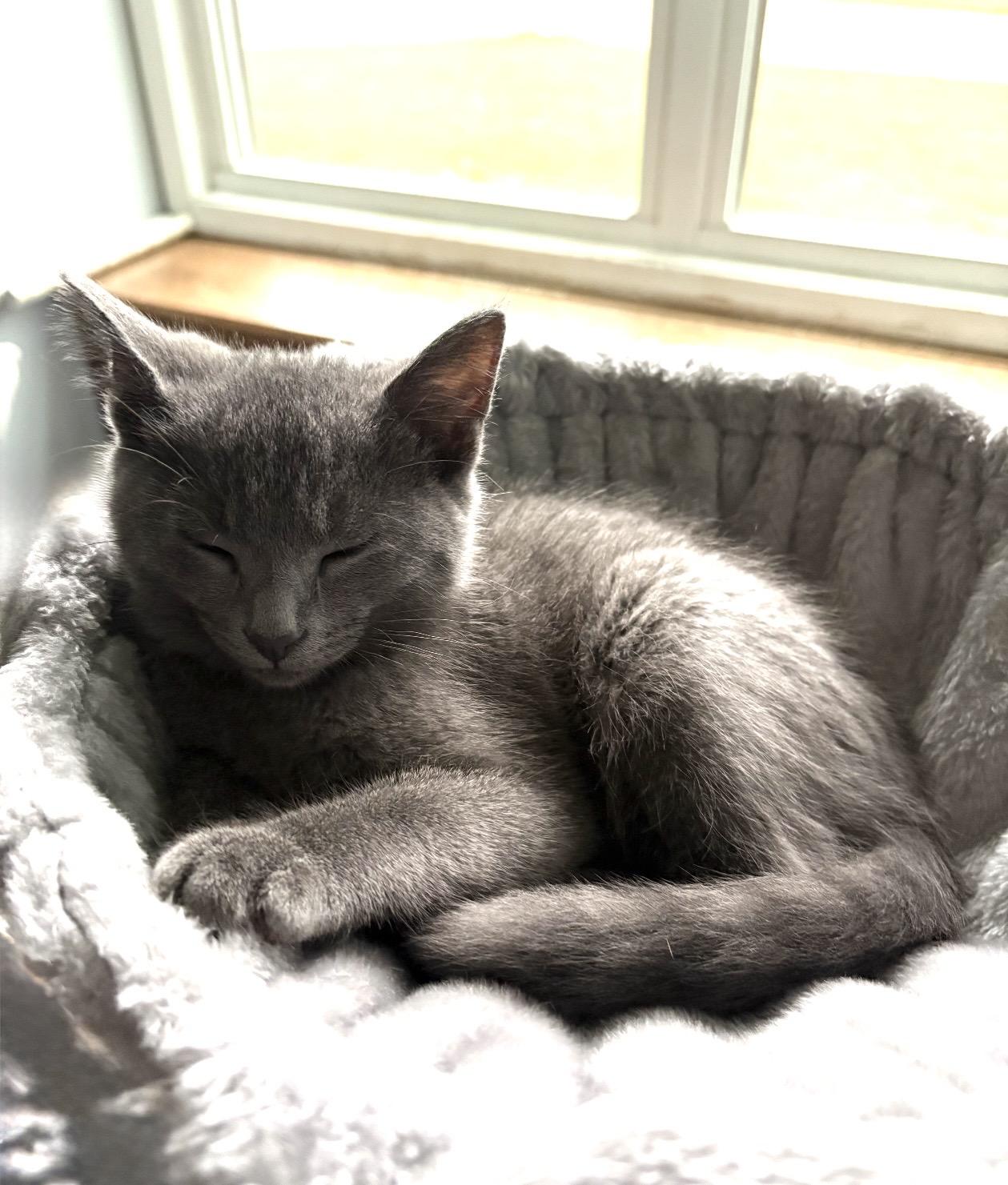 Enlarge Cilantro, a Adoptable Domestic Short Hair in Troy, MI image 3/6