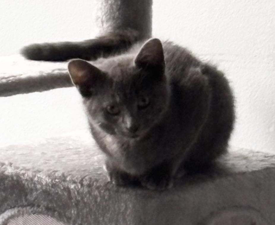 Enlarge Cilantro, a Adoptable Domestic Short Hair in Troy, MI image 4/6