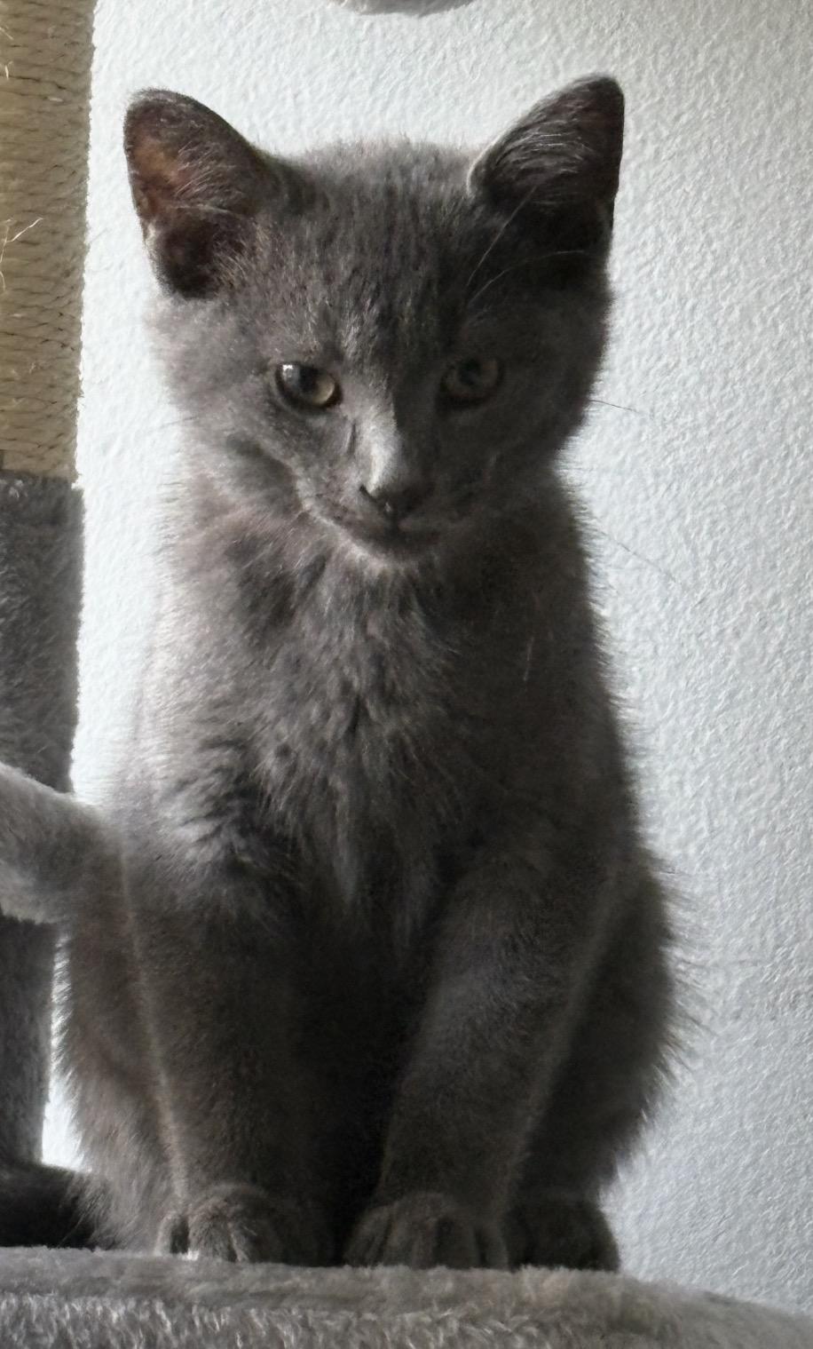 Enlarge Cilantro, a Adoptable Domestic Short Hair in Troy, MI image 5/6