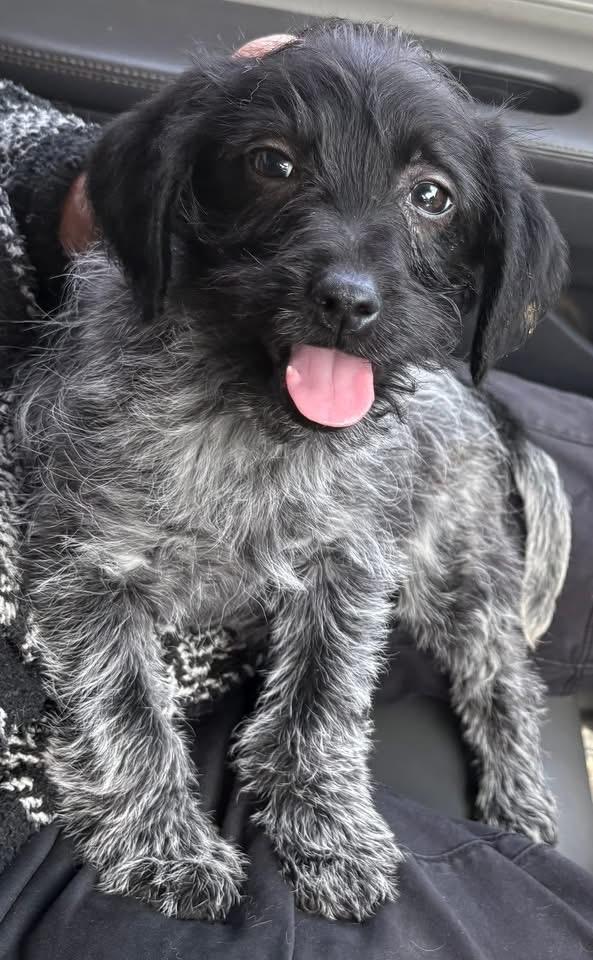 Nanny, ADOPTABLE, Puppy Female Poodle & Wirehaired Terrier.