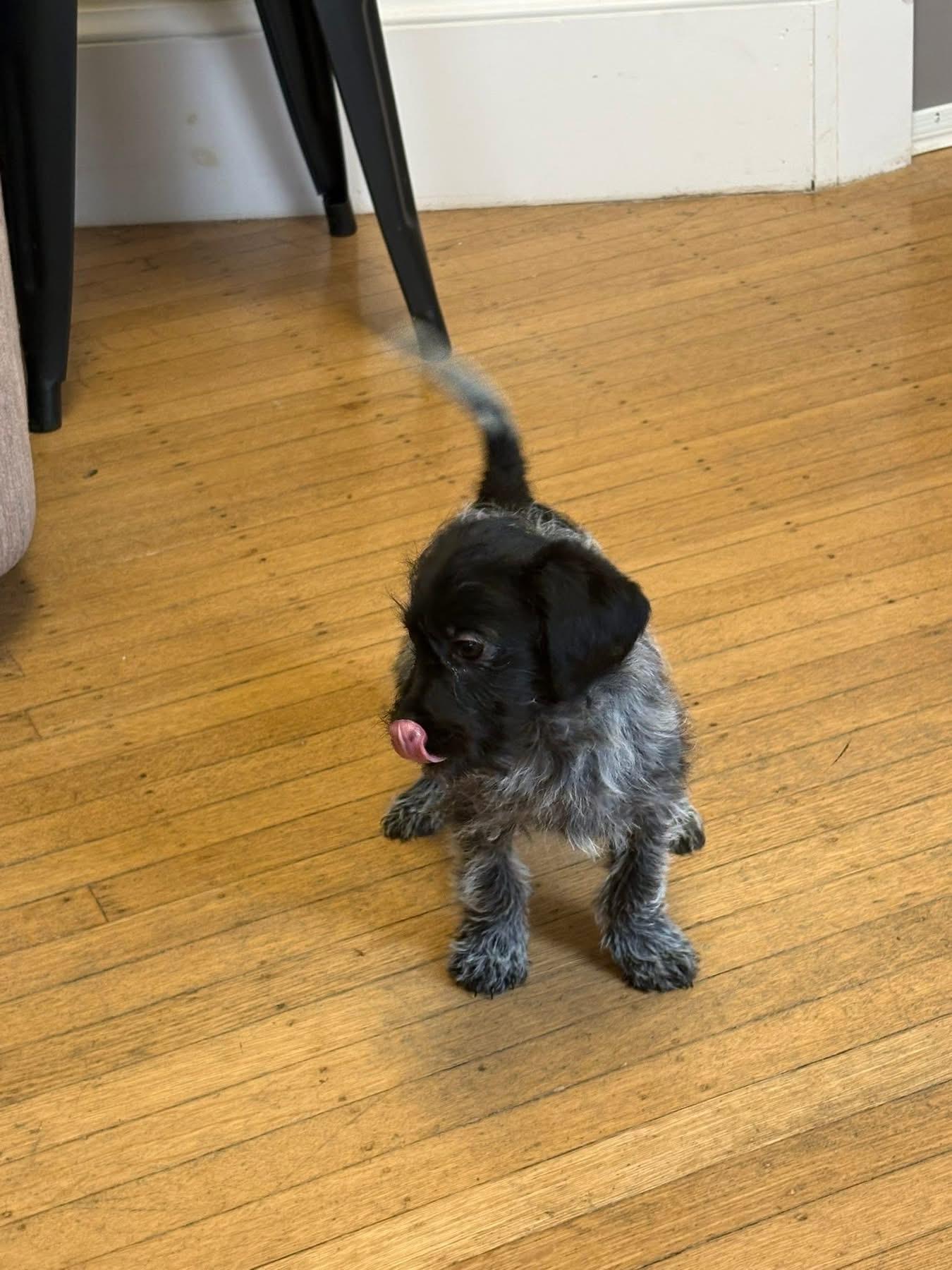 Enlarge Nanny, a ADOPTABLE mixed breed in Woodbury, NJ image 2/3