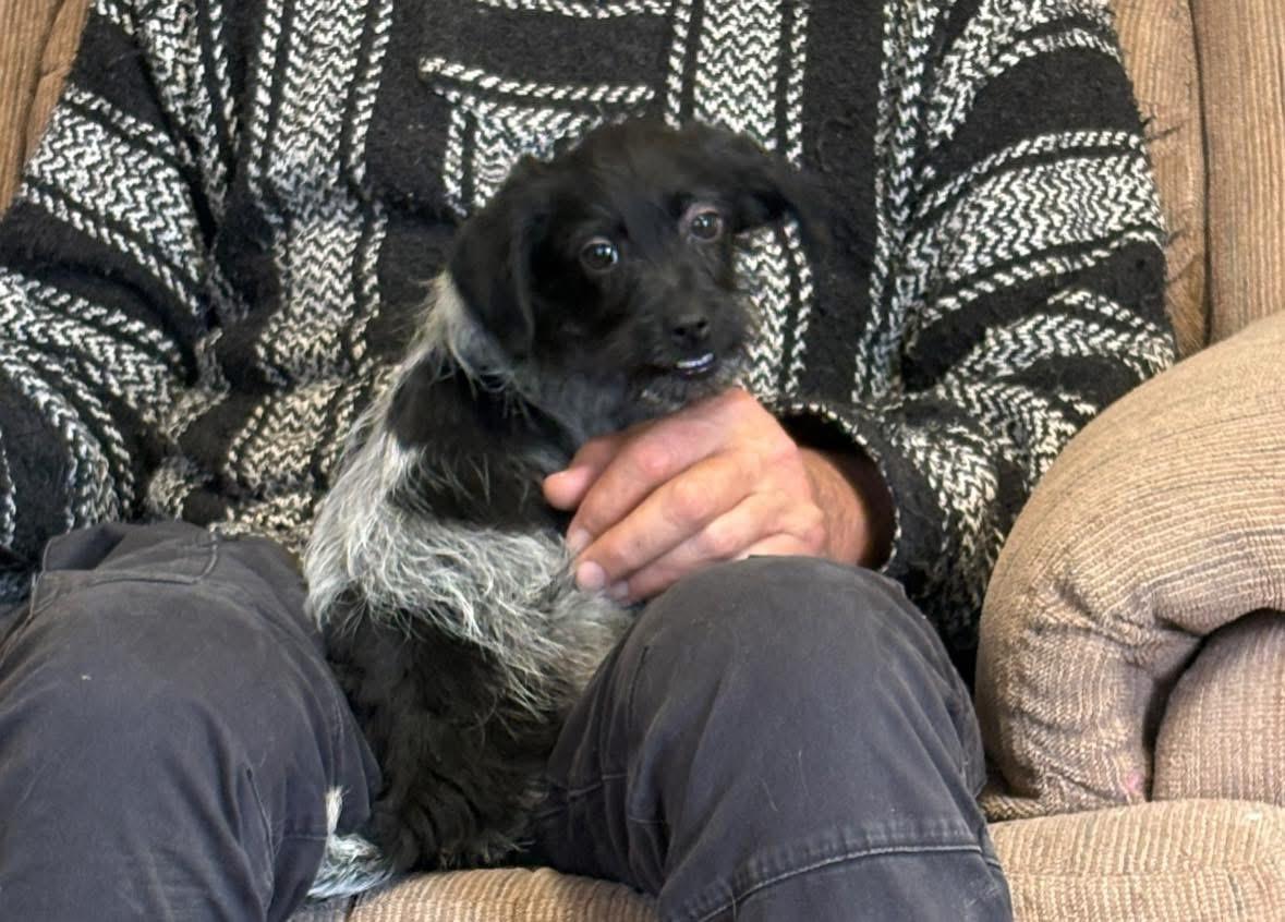 Enlarge Nanny, a ADOPTABLE mixed breed in Woodbury, NJ image 3/3