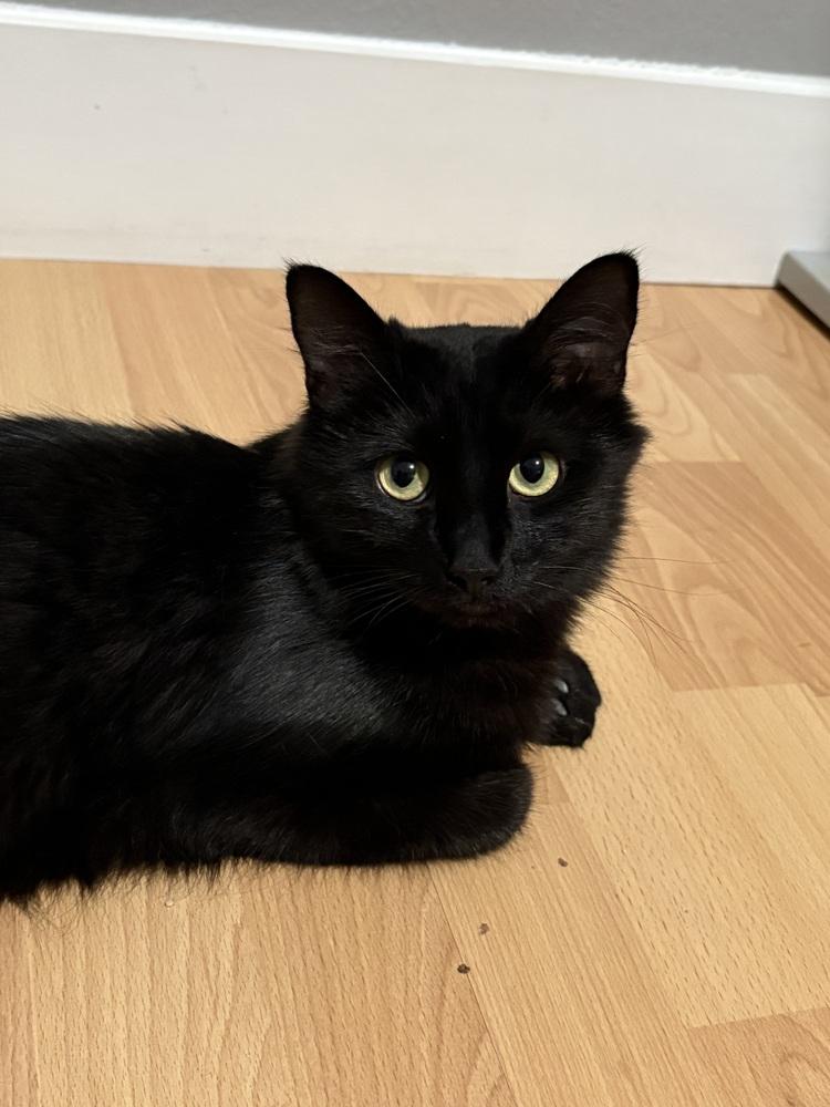 Enlarge Chelsea, a Adoptable Domestic Long Hair in Lafayette, CO image 1/6