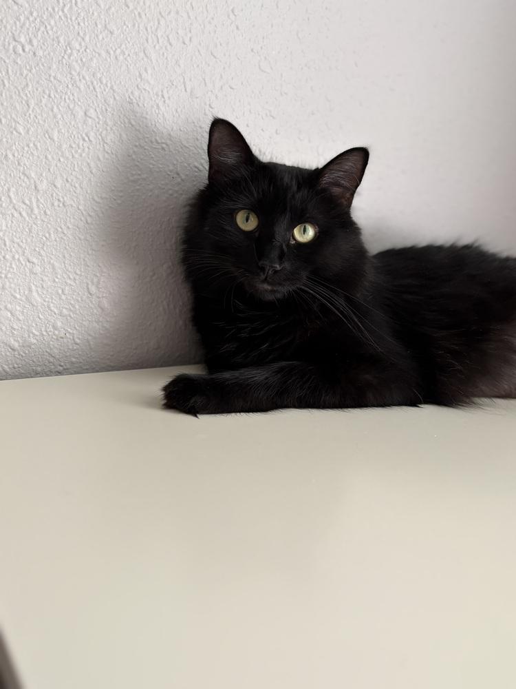 Enlarge Chelsea, a Adoptable Domestic Long Hair in Lafayette, CO image 2/6