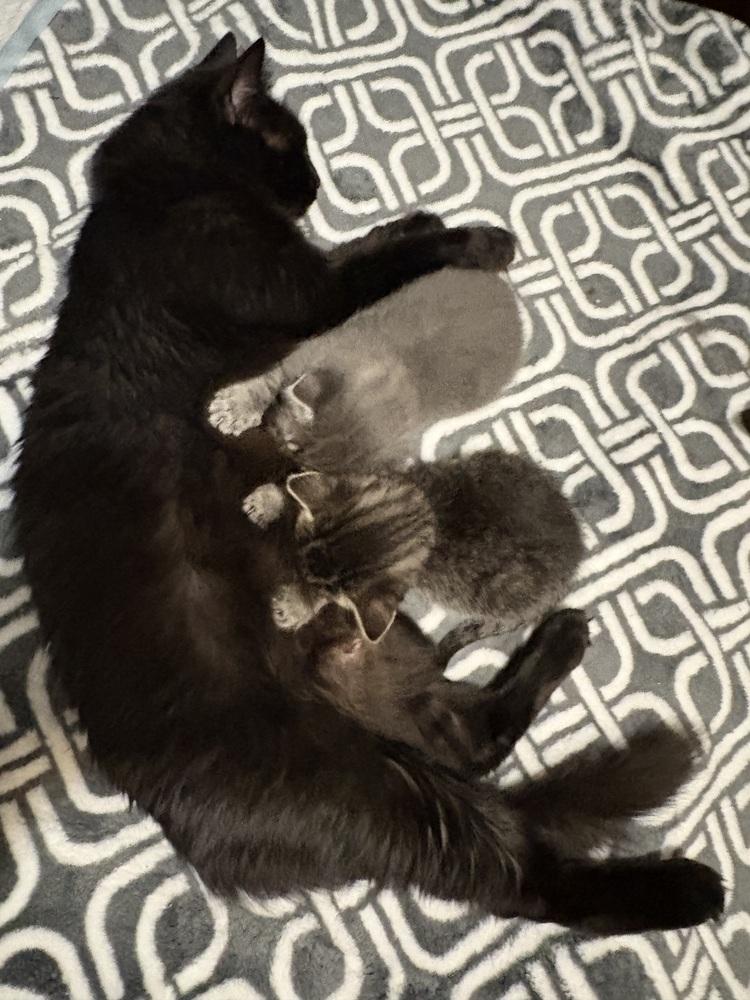 Enlarge Chelsea, a Adoptable Domestic Long Hair in Lafayette, CO image 3/6