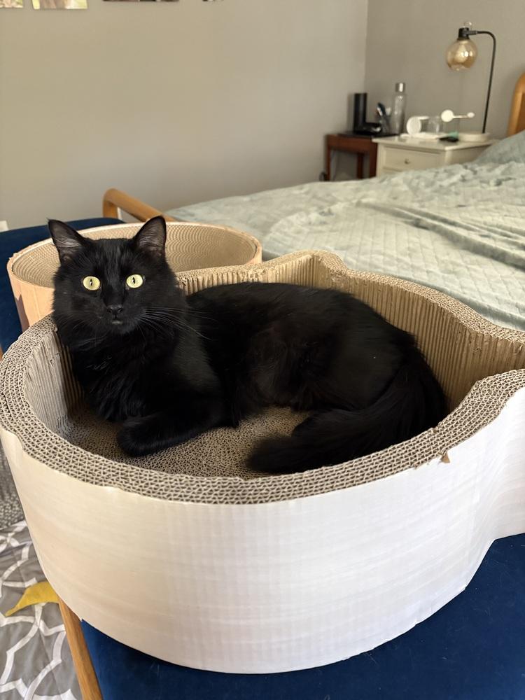 Enlarge Chelsea, a Adoptable Domestic Long Hair in Lafayette, CO image 4/6