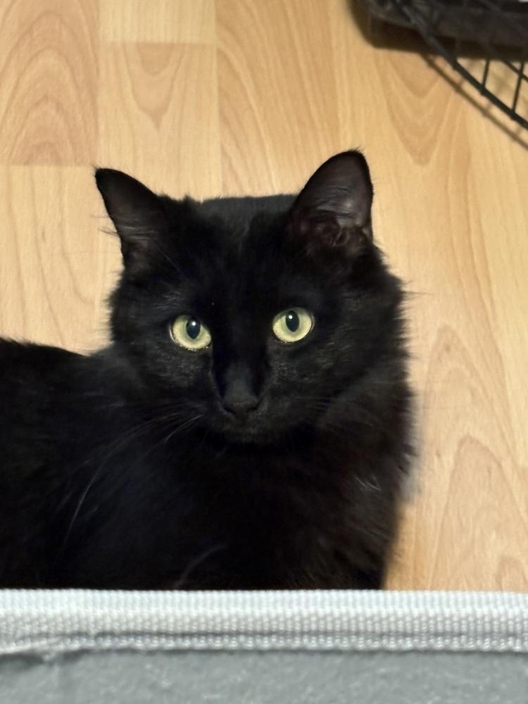 Enlarge Chelsea, a Adoptable Domestic Long Hair in Lafayette, CO image 5/6