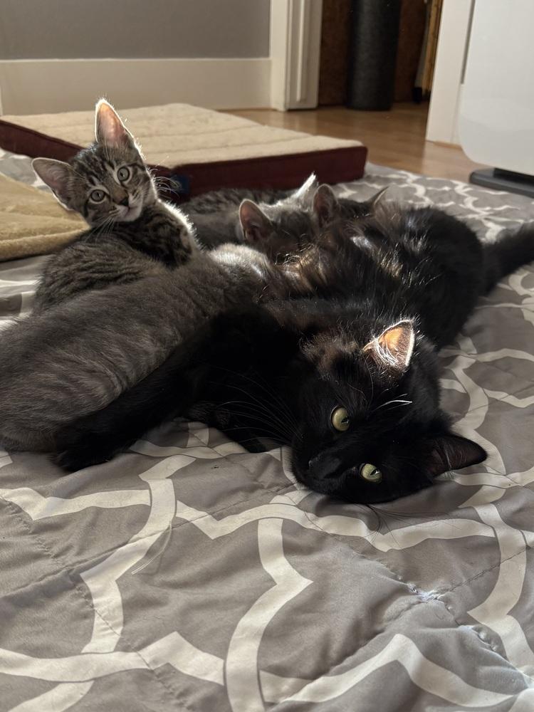 Enlarge Chelsea, a Adoptable Domestic Long Hair in Lafayette, CO image 6/6