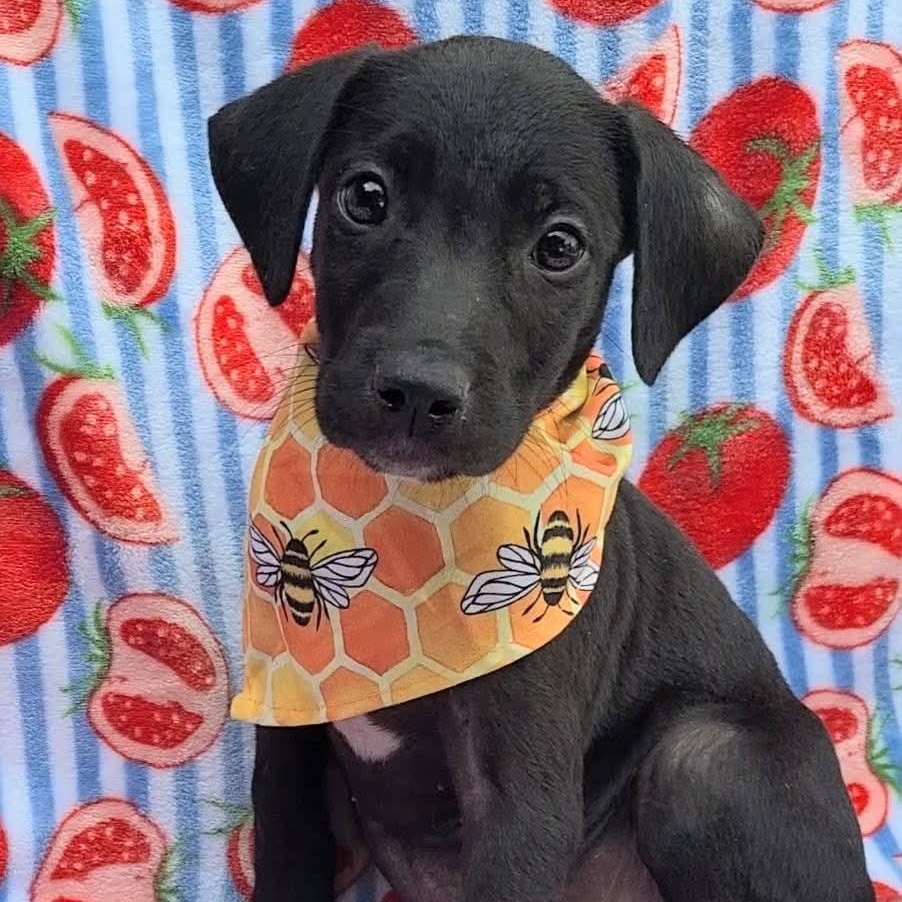 Weaselton, ADOPTABLE, Puppy Male Black Labrador Retriever.